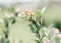 Berry Picking